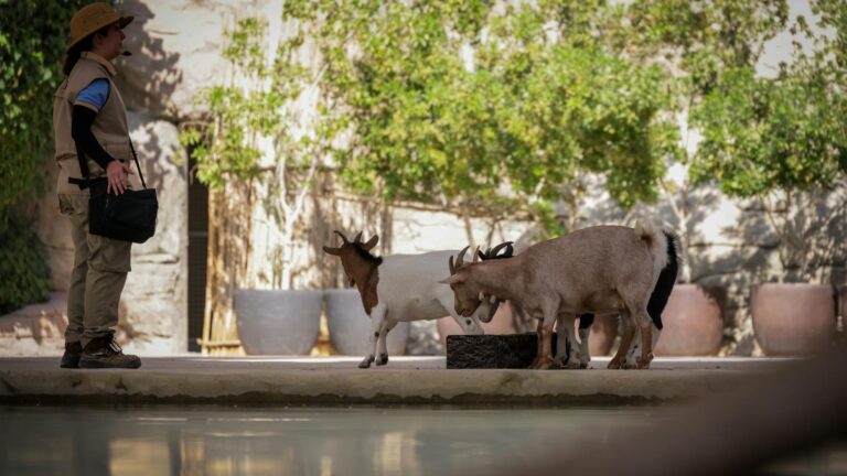 Comment devenir soigneur au zoo : les étapes pour réussir son orientation ?