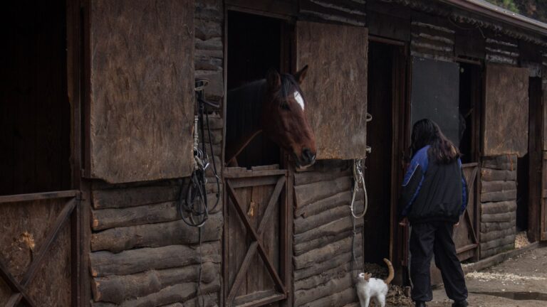 Éleveur de chevaux : le salaire suffit-il pour une reconversion ?